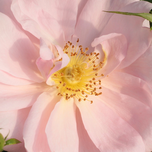 Szkółka róż - róże rabatowe grandiflora - floribunda - różowy  - Rosa  Chewgentpeach - róża bez zapachu - Christopher H. Warner - Jest różą typu floribunda posiadającą brzoskwiniowy kolor i dyskretny zapach. Kolor jej kwiatów podkreślają kolory korony lub kwiatów innych roślin - jasnobrązowy, brązowo-pomarańczowym, a także sam brązowy.